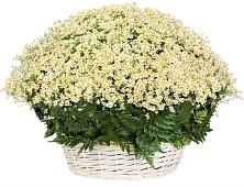 Цветочная композиция из Ромашки в корзине #REPLACE_PRED# Хлюпино